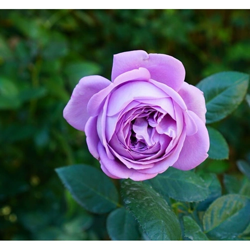 Микро -синие, синие цветы и насыщенные саженцы для цветов розы.