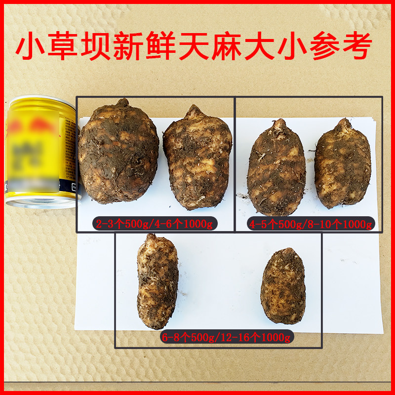 天麻新鲜云南昭通小草坝现挖非天麻 药轩堂天麻