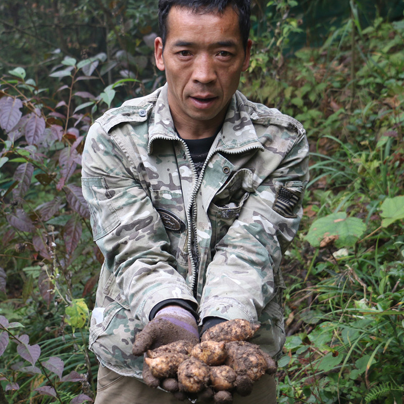 新鲜现挖现发云南昭通小草坝天麻 药轩堂天麻