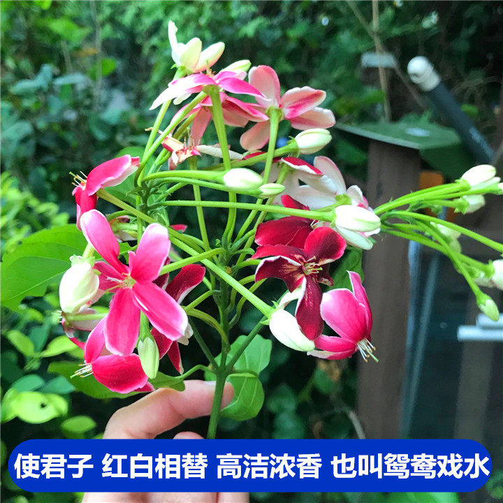  帕柏拉女巫布艺