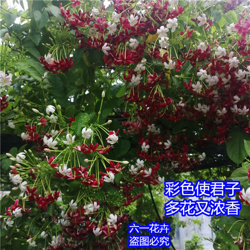  帕柏拉女巫布艺