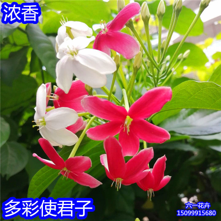  帕柏拉女巫布艺