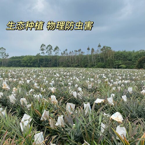 海南树上熟芒果凤梨 甜度高风味足 叶子小出肉率高 台农23号 - 图1