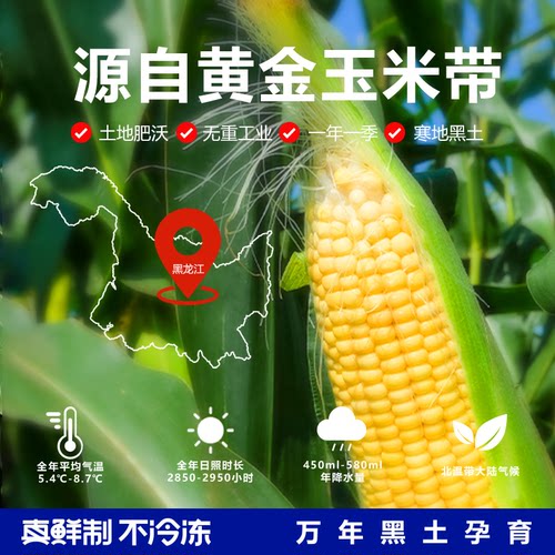 玉米新鲜糯玉米黏粘玉米棒真空10支苞米减现摘甜东北玉米非即食脂 - 图1