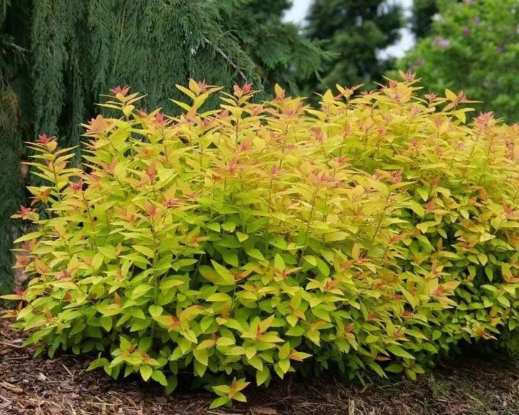 绣线菊金焰耐寒耐热多年生花灌木庭院阳台楼顶观叶观花植物盆栽-图2