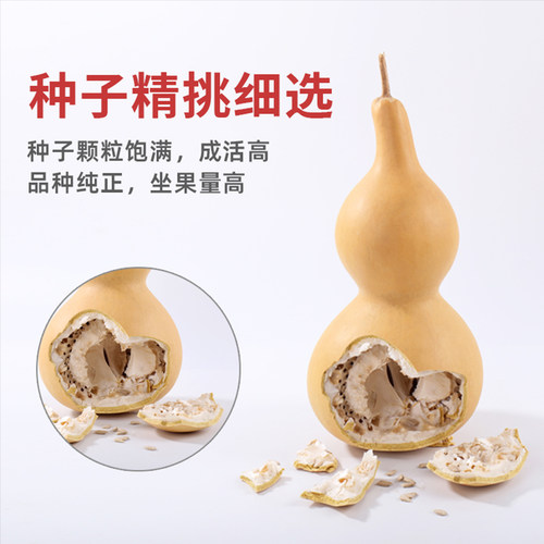 大葫芦籽种特大号葫芦种子大全绕指柔天津嘴文玩手捻亚腰小葫芦籽 - 图1