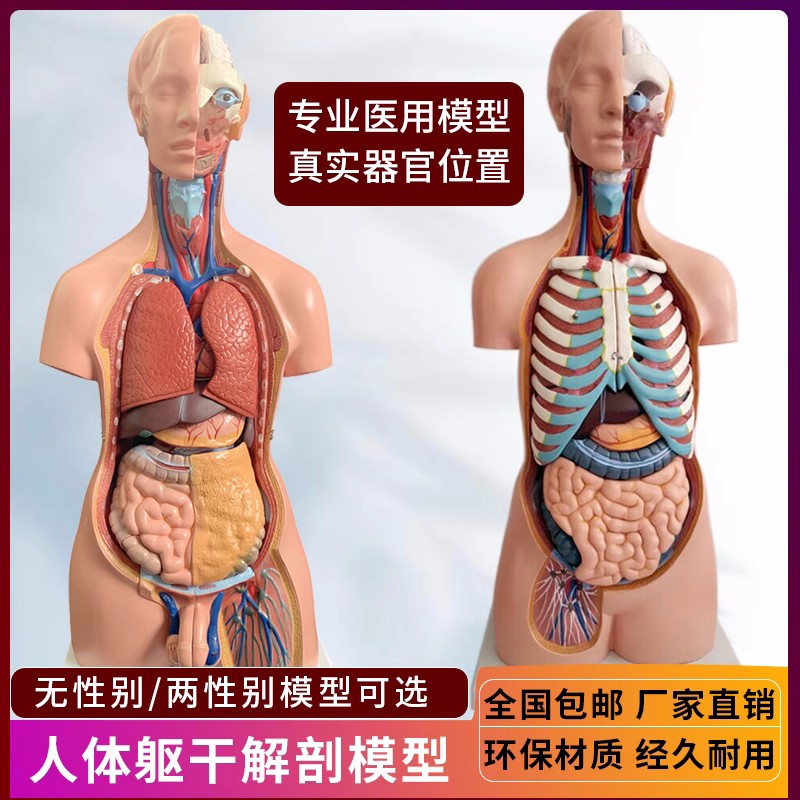 解剖学五脏六腑脊椎医学人体模型23件解剖躯干玩具结构器官内脏。 - 图2