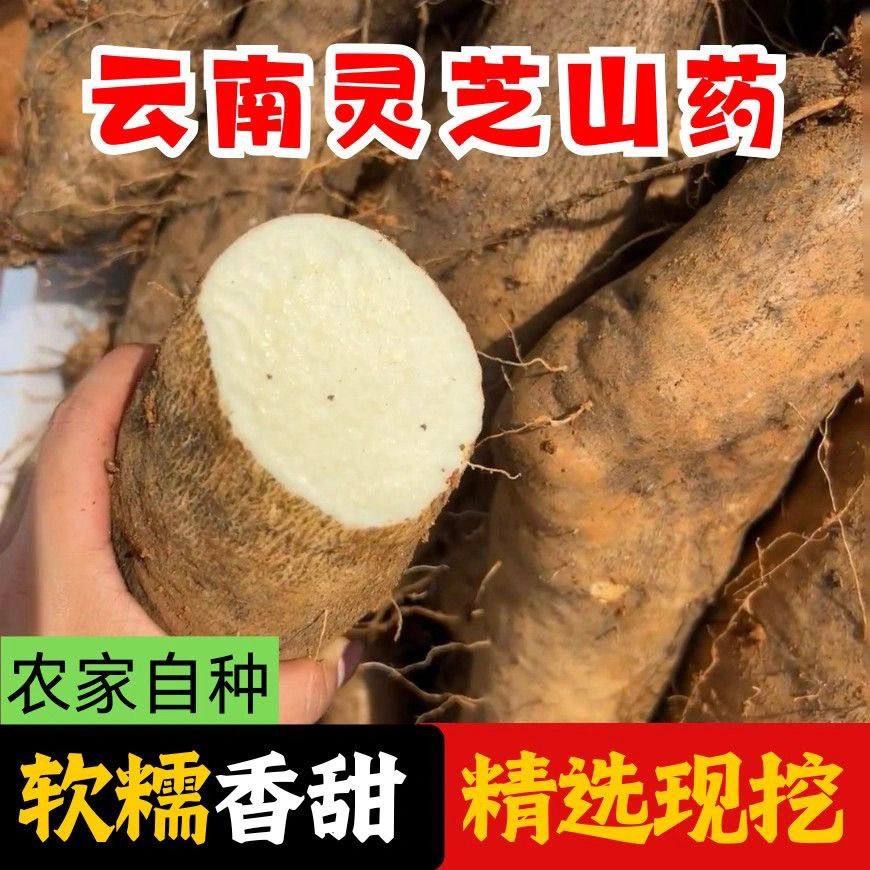 精品5斤正宗云南特产文山高原红土灵芝山药新鲜糯米山药当季蔬菜,淘宝优惠券,粉丝福利购,淘宝优惠卷