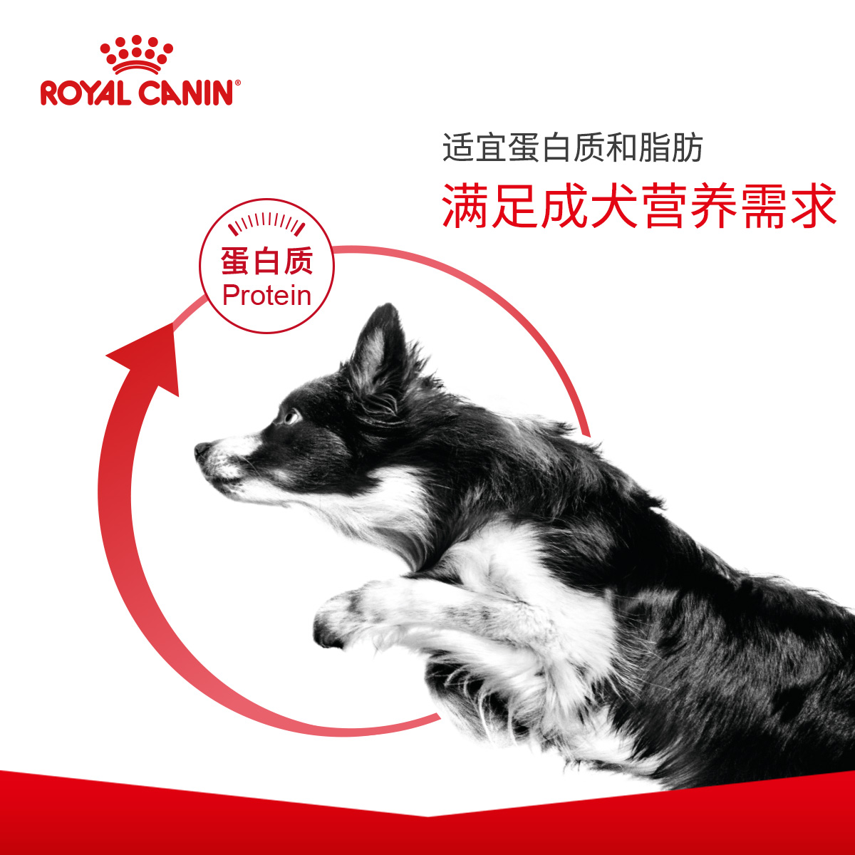 皇家club狗粮CC优选成犬粮3.5KG/8KG金毛牧马英牛杜宾狗通用犬粮-图3