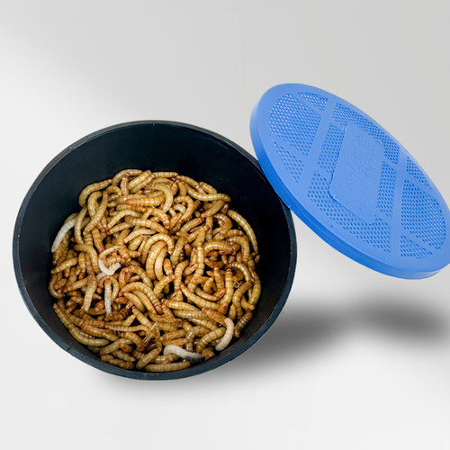 面包虫活虫黄粉虫活体仓鼠蜘蛛蝎子乌龟守宫角蛙画眉鸟食活饵饲料 - 图3