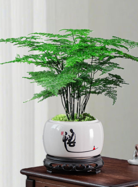 陶瓷花盆发财树文竹盆栽中式禅意茶桌绿植造景盆客厅玄关摆件花器