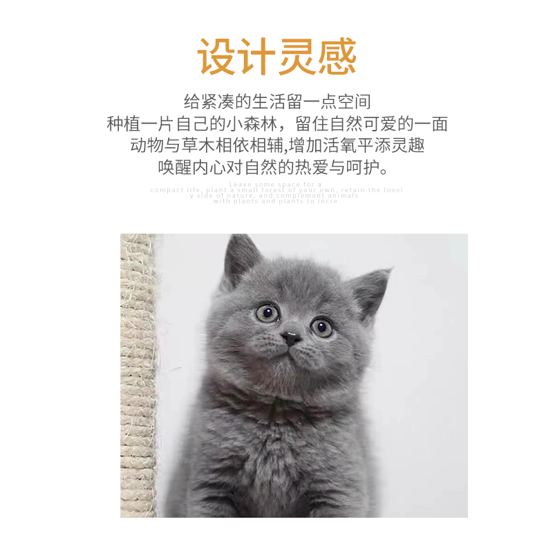 创意彩绘卡通猫咪多肉花盆桌面装饰桃蛋肉肉绿植透气个性陶瓷盆 - 图3