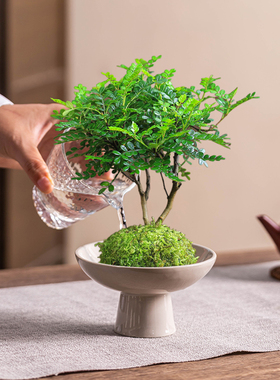 苔藓球托盘盆陶瓷复古家用无孔高脚盆栽室内阳台绿植盆景水培器皿