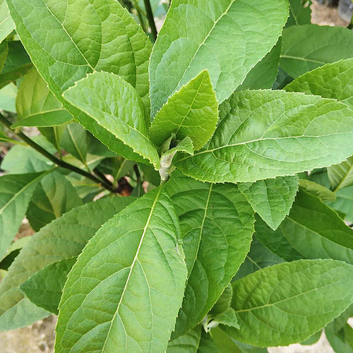 正宗南非叶树苗带土带杯阳台庭院室户外种植将军叶草苗植物盆栽 - 图1