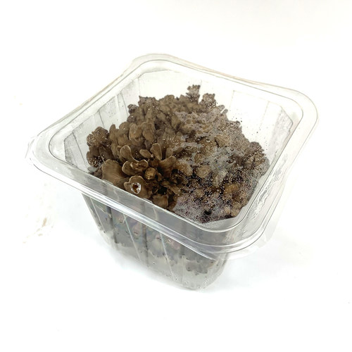 新鲜灰树花150g*6盒 舞茸 新鲜食用菌菇 舞茸菌 舞茸茶 顺丰包邮 - 图2