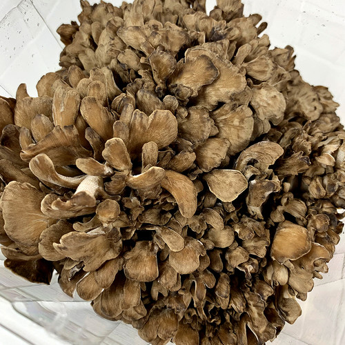 新鲜灰树花150g*6盒 舞茸 新鲜食用菌菇 舞茸菌 舞茸茶 顺丰包邮 - 图1