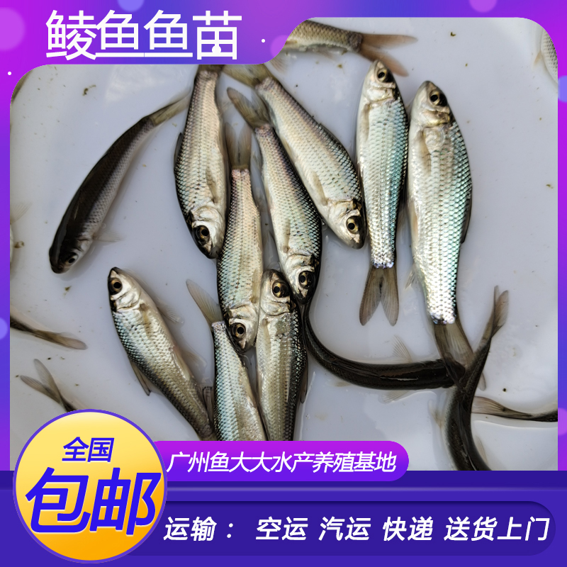 鲮鱼苗土鲮鱼苗淡水 养殖 食用淡水鱼苗批 发土凌鱼苗小鱼苗活鱼 - 图0