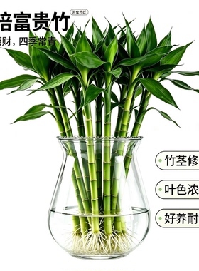 透明玻璃花瓶水培绿萝植物客厅摆件花边鱼缸水培观音竹发财树花瓶