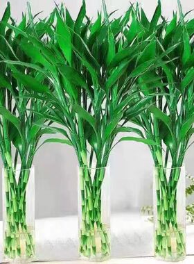 富贵竹水培植物招财绿植室内盆栽水养观音竹节节高转运竹发财竹