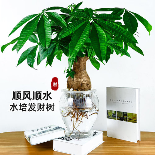 【纯净无土】水培发财树盆栽植物室内办公室单杆三杆大棵水养绿植 - 图0