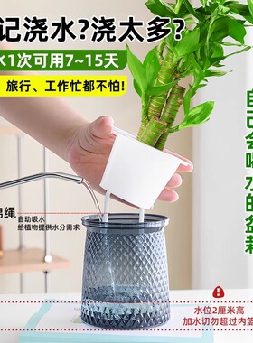 【水培绿植四盆28元】