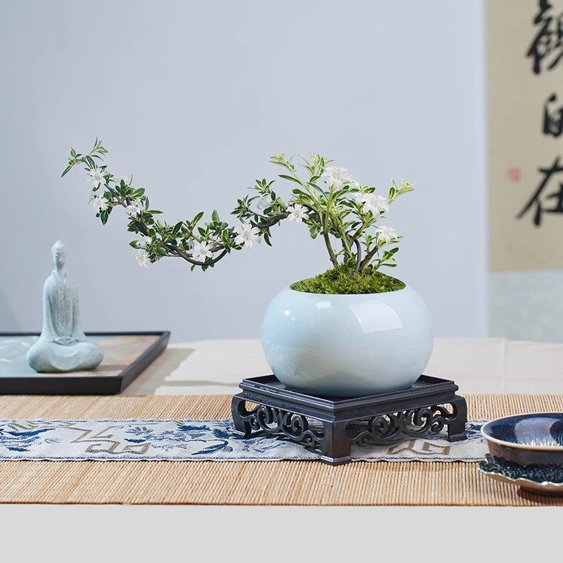 六月雪盆景悬崖红花茶桌禅意室内窗台小绿植物办公室茶几桌面盆栽,淘宝优惠券,粉丝福利购,淘宝优惠卷