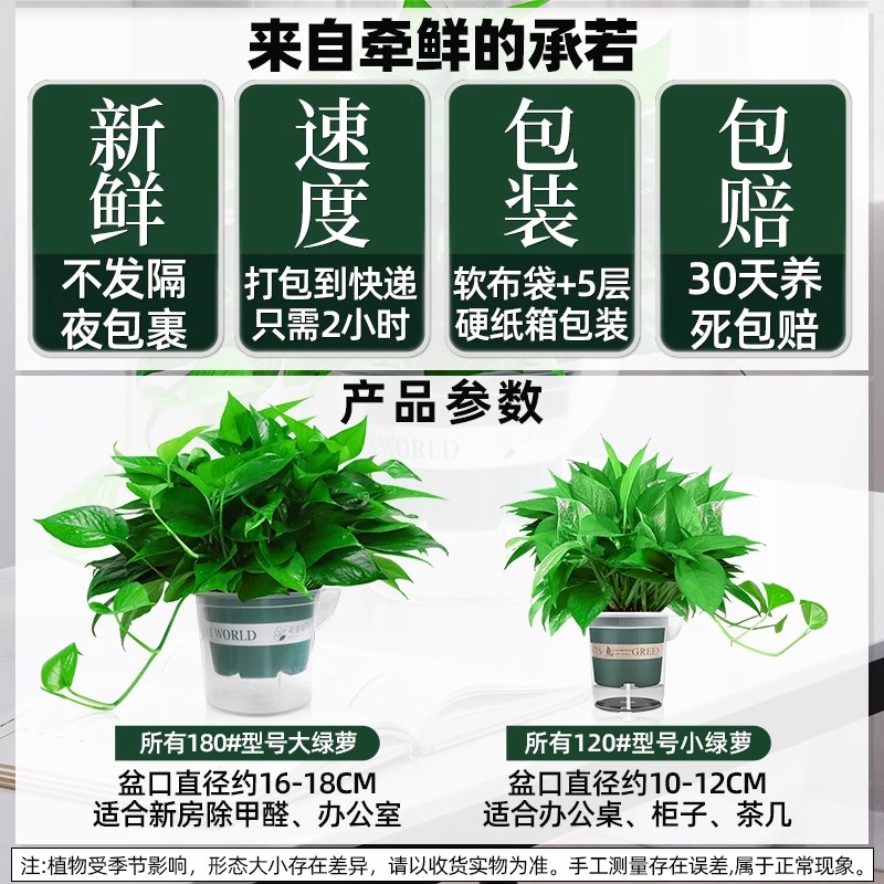 净化空气绿萝盆栽室内吸甲醛植物绿箩新房家用除甲醛绿植水培绿罗 - 图2