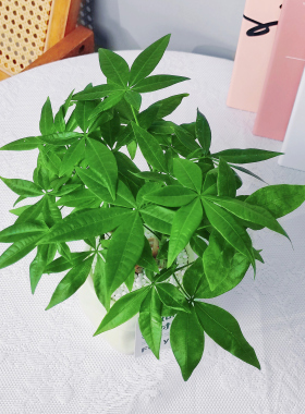 造型发财树桌面盆栽室内客厅奇趣招财小绿植四季常青好养活植物