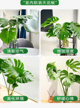 龟背竹水培植物室内好养懒人网红绿植老桩客厅大叶盆栽除甲醛富贵