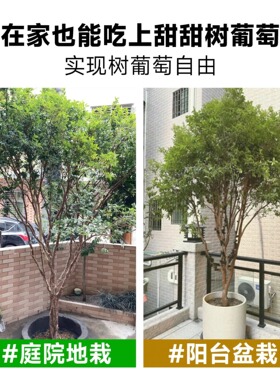 嘉宝果苗树葡萄四季红妃特大嫁接苗沙巴艾斯卡南北方种植盆栽带果