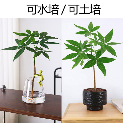 原生发财树种子种苗室内盆栽植物五福单杆水培土培绿植奇趣招财树 - 图3