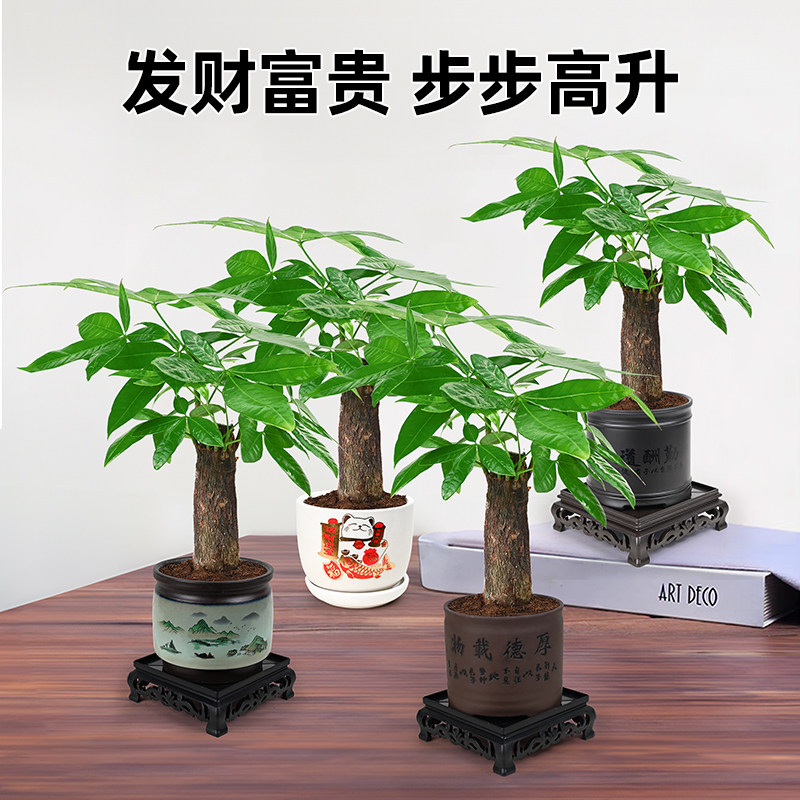 富贵竹盆栽观音竹绿植荷花竹植招财节节高文昌竹步步高发财树盆景,淘宝优惠券,粉丝福利购,淘宝优惠卷