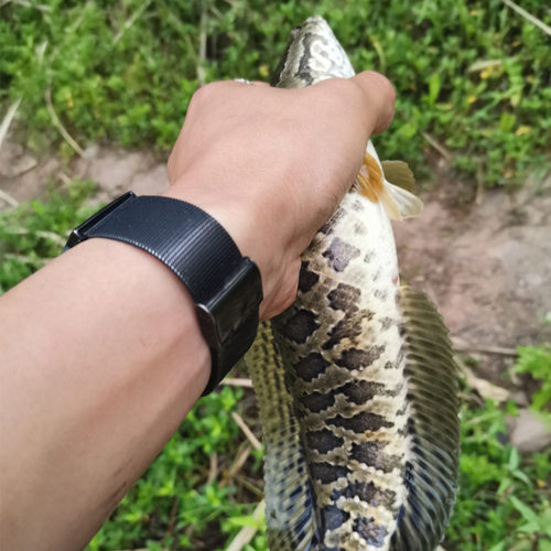 手线地插带弹簧铃铛不锈钢插地野钓黑鲶鳜鱤鱼甲鱼钩自动钓鱼钓组 - 图1