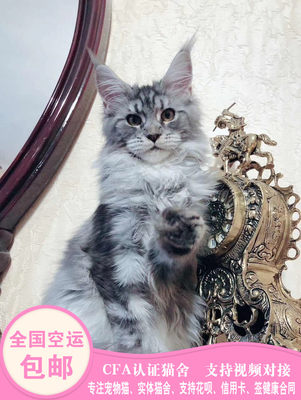 缅因猫幼猫活体银虎斑缅因猫红虎斑纯白纯黑纯蓝烟灰缅因猫狮子猫 虎窝淘