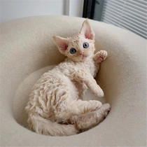 Devin curly cat pure breed young cat living blue eye small milk cat open face tiger spot pure white pure black family not getting a hair cat