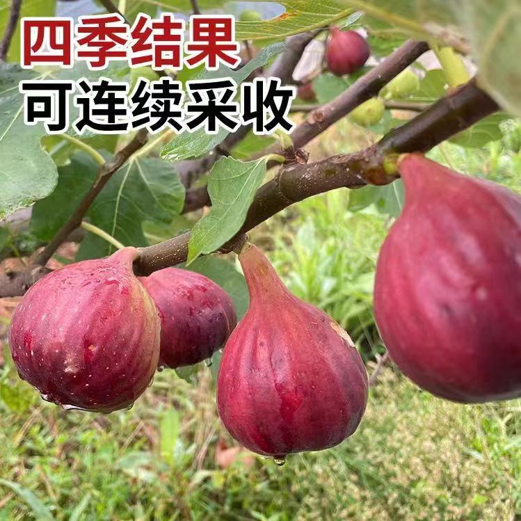 无花果树果苗四季盆栽地栽当年结果矮化波姬红无花果苗树带土带叶-图1