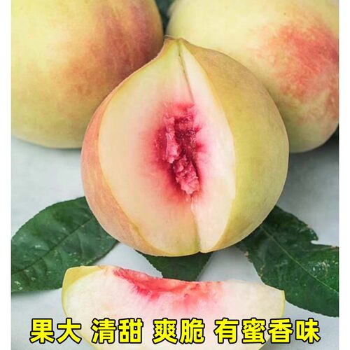 桃树果苗广东连平鹰嘴桃树果苗嫁接黄桃树血桃子苗树南北方种植 - 图1