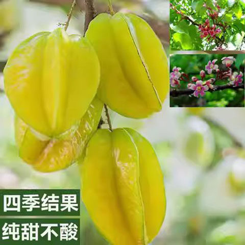 特大台湾甜杨桃树果苗纯正嫁接四季马来西亚杨桃树苗南方带土带叶 - 图2