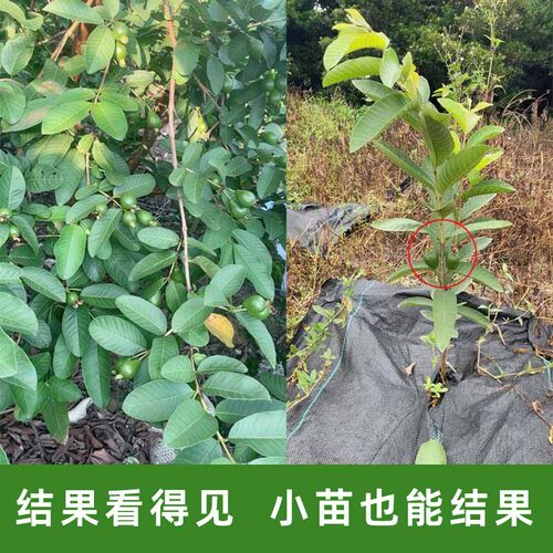 珍珠番石榴树果苗红心帝王芭乐树苗四季结果嫁接果树果苗带土带叶 - 图1