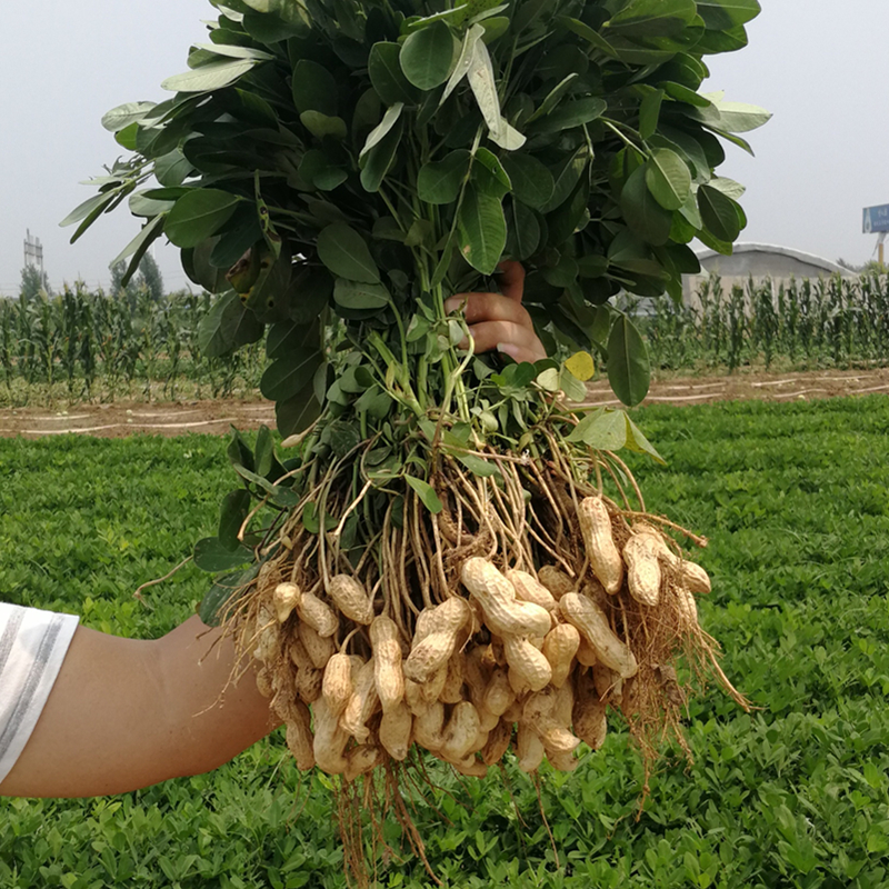 2022年新鲜湿花生现挖现发带壳生花生5斤农家粉红皮鲜花生可水煮-图2