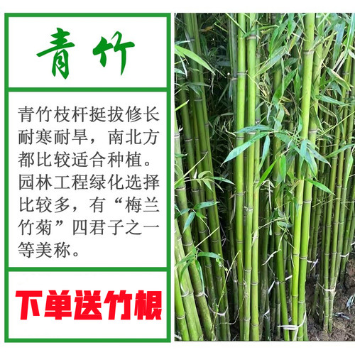 四季青竹毛竹钢竹楠竹常青不落叶盆栽篱笆竹苗地栽绿化苗别墅围墙 - 图0
