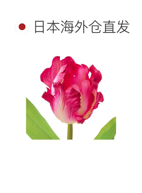 日本直邮Francfranc 褶边郁金香 深粉色 仿真花