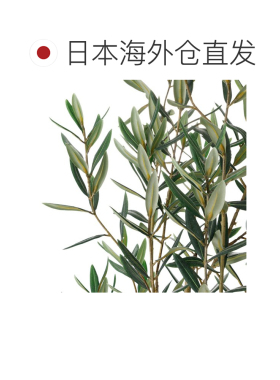 日本直邮NITORI 橄榄 120 OS04 宜得利