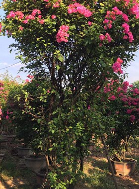 柱形紫色三角梅h 圆柱红花三角梅盆景 福建多色三角梅桩景价格