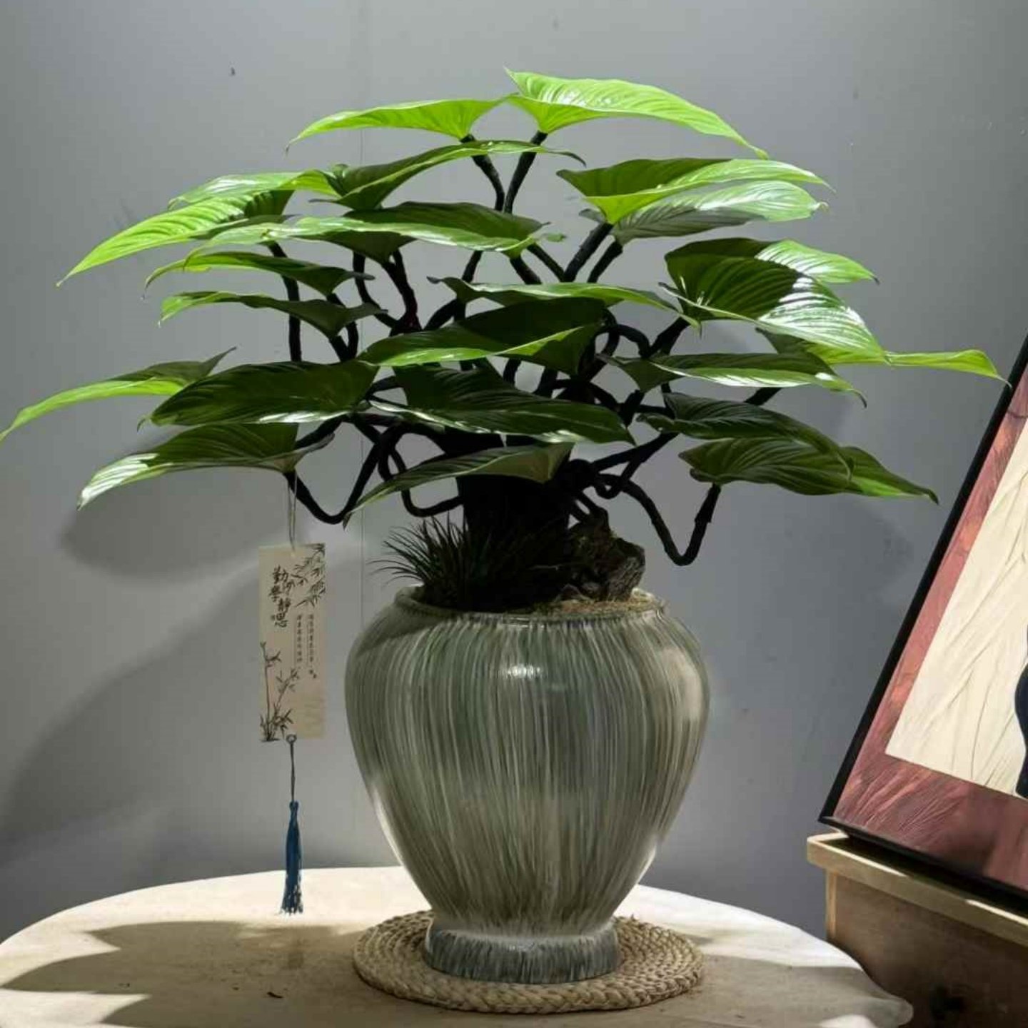 造型绿芙蓉盆栽室内常青好养的植物客厅书房茶几盆景办公桌面绿植,淘宝优惠券,粉丝福利购,淘宝优惠卷