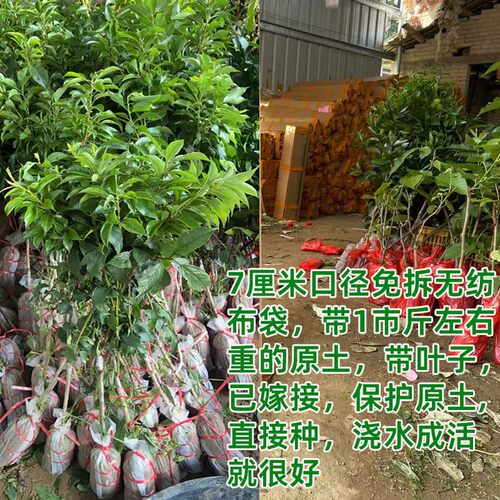 正宗钱排三华李子树苗红心嫁接蜂糖早熟三月李子树水果苗南方种植 - 图3