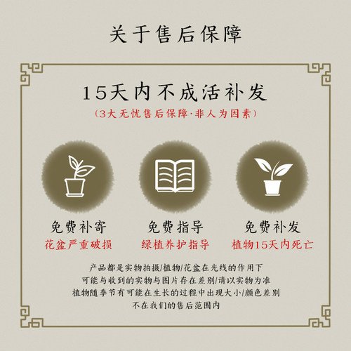 沙漠玫瑰盆栽花卉桌面绿植高级感客厅办公室四季好养室内多肉植物 - 图3