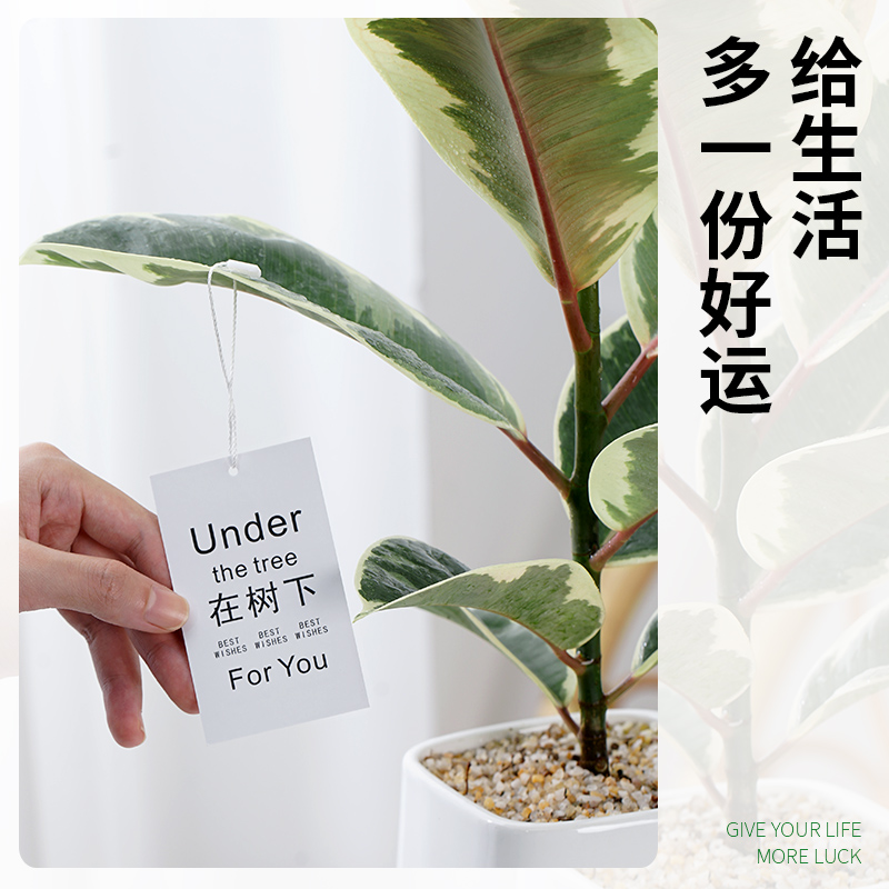 花叶橡皮树绿植室内盆栽植物花卉办公室电视柜旁边四季好养花金刚-图2