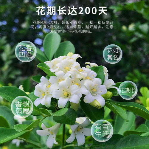 九里香盆栽驱蚊植物室内阳台浓香花卉盆景老桩四季千里香绿植好养 - 图0