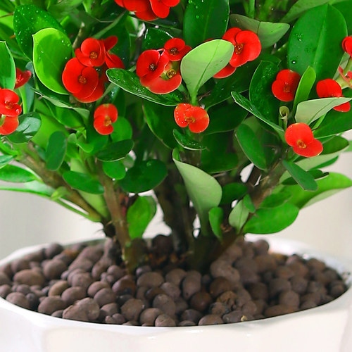 虎刺梅花卉盆栽易活植物室内办公室阳台耐旱铁海棠花四季开花不断 - 图3